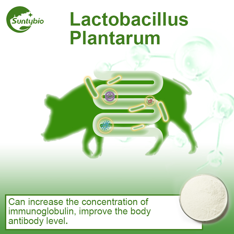 Lactobacillus Plantarum