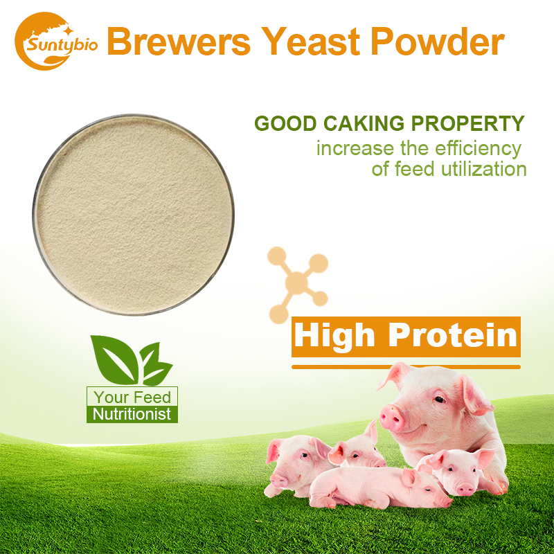 Utilizing Feed-Grade Brewer’s Yeast Powder in Pig Farming