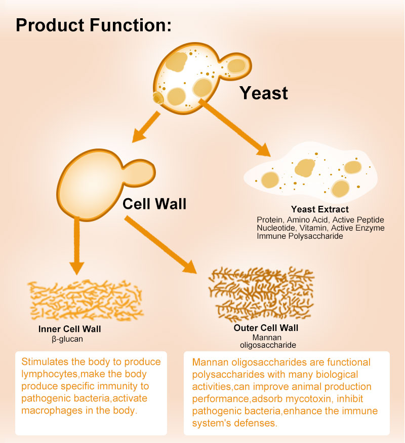 yeast cell wall