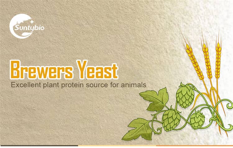 brewer yeast