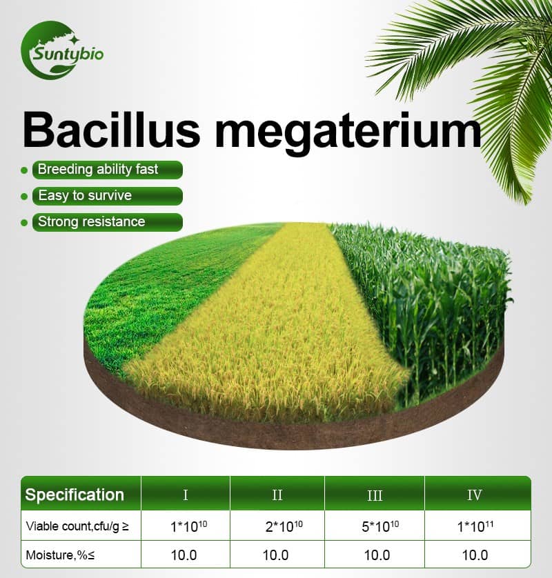 Bacillus megatherium