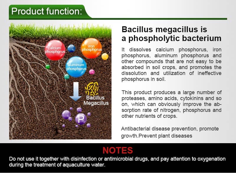 Bacillus megatherium in organic fertilizer