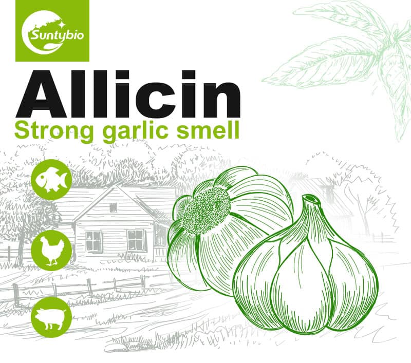 allicin garlic