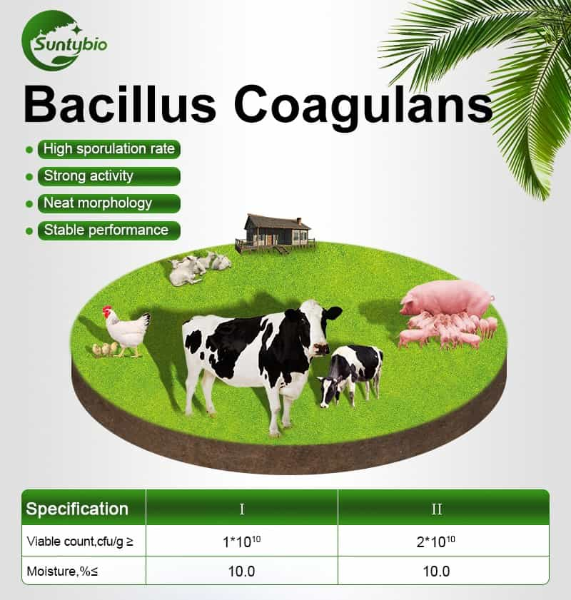 bacillus coagulans