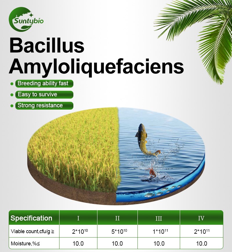 bacillus amyloliquefaciens