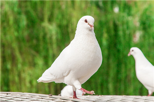 Brewer's Yeast Powder Is Used For Pigeons