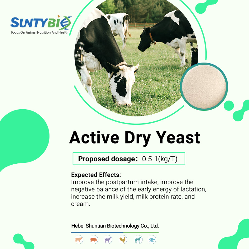 Title: Utilizing Active Dry Yeast in Ruminant Nutrition
