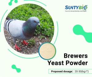 Pigeon Use Brewers Yeast