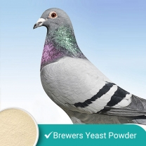 Brewer's Yeast For Racing Pigeons