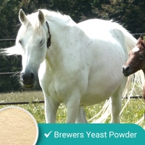 Brewers Yeast For Horses