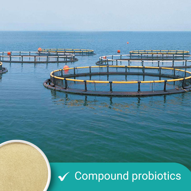 Compound Probiotics for Water Treatment