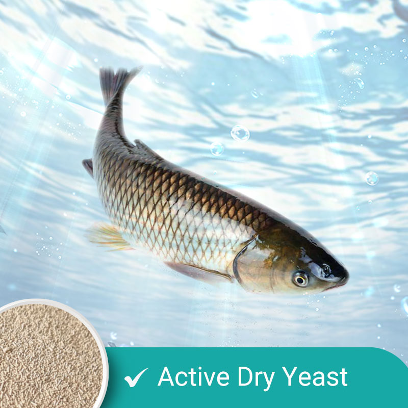 Active Yeast For Aquaculture