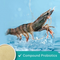 Compound Bacteria for Animal Feed