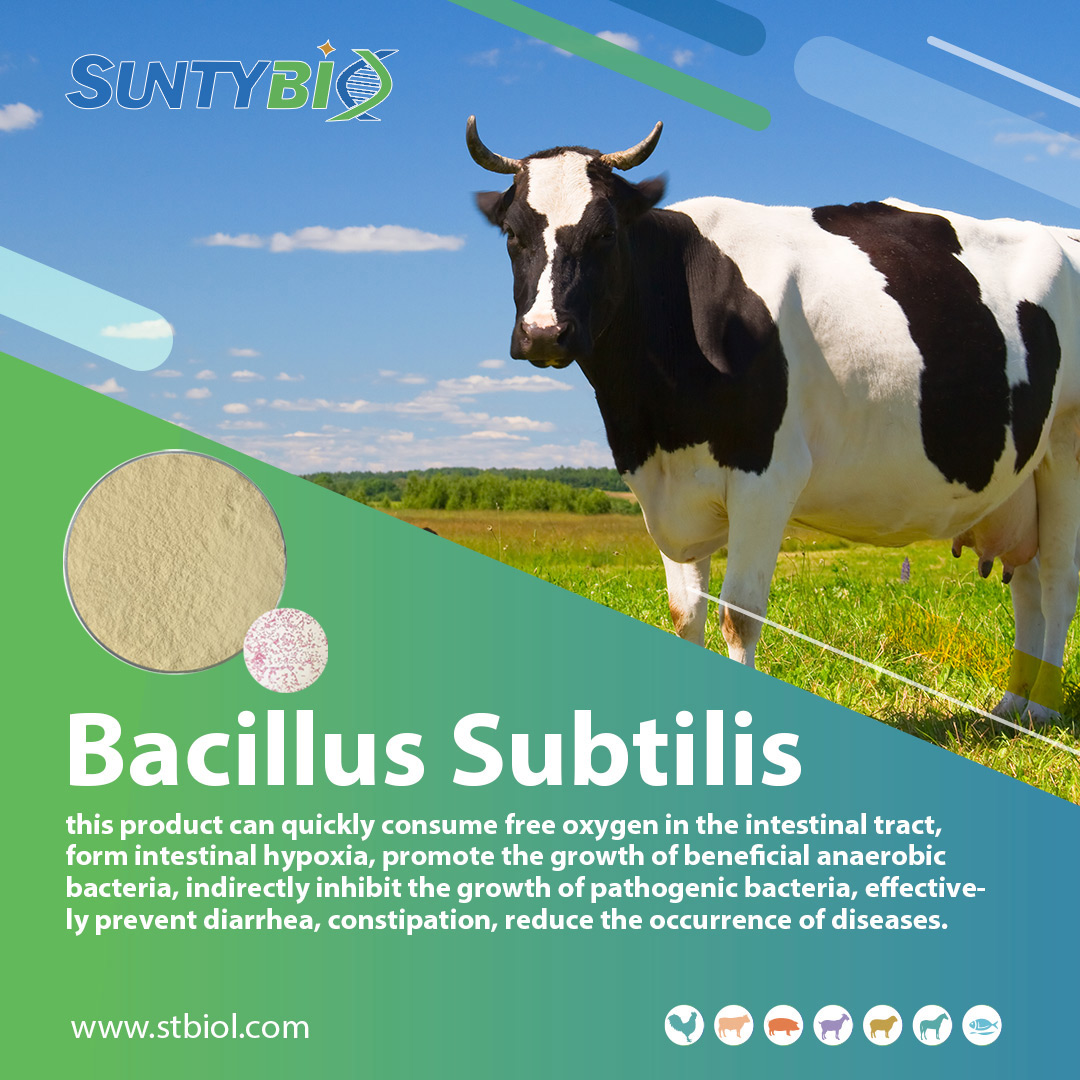 Application of Bacillus subtilis in beef cattle