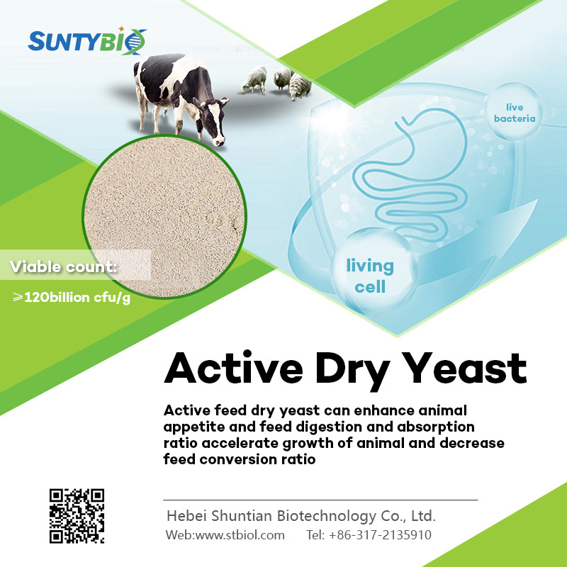 https://www.stbiol.com/product/Yeast/Active-Yeast/active-yeast-1.html