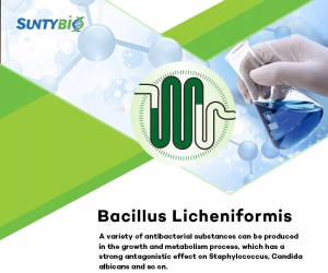 bacillus licheniformis|Animal probiotics|The effect of Bacillus licheniformis on