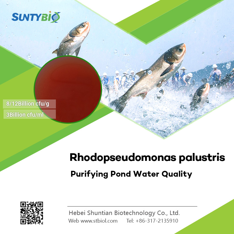 https://www.stbiol.com/product/Bacillus-probiotics/Photosynthetic-bacteria-%E2%94%82Rhodopseudomonas-palustris/Rhodopseudomonas-palustris-Powder/what-are-the-benefits-of-using-photosynthetic-bacteria-in-aquaculture-technology.html