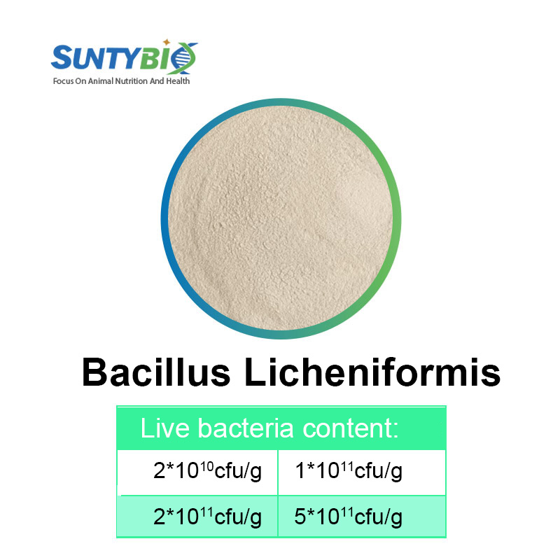 Feeding probiotics such as Bacillus licheniformis to cattle and sheep