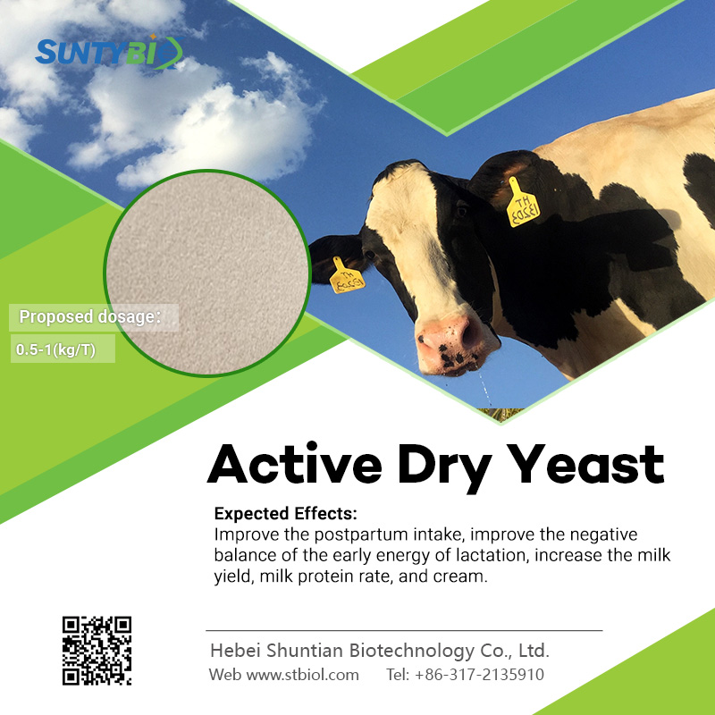 Research on the Application of Active Dry Yeast Products