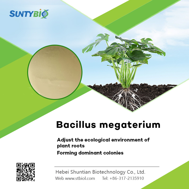 The efficacy of Bacillus megalobus