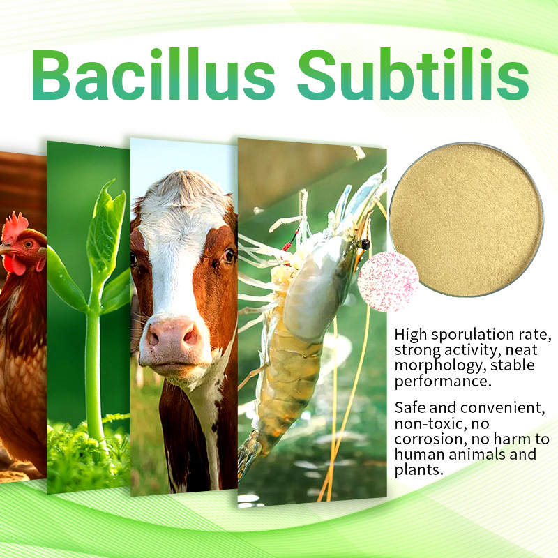 What are the effects of Bacillus subtilis on animals