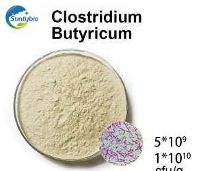 Detailed introduction to the function of Clostridium butyricum