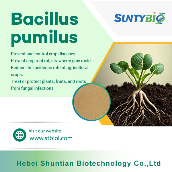 The effect of Bacillus pumilus on plants