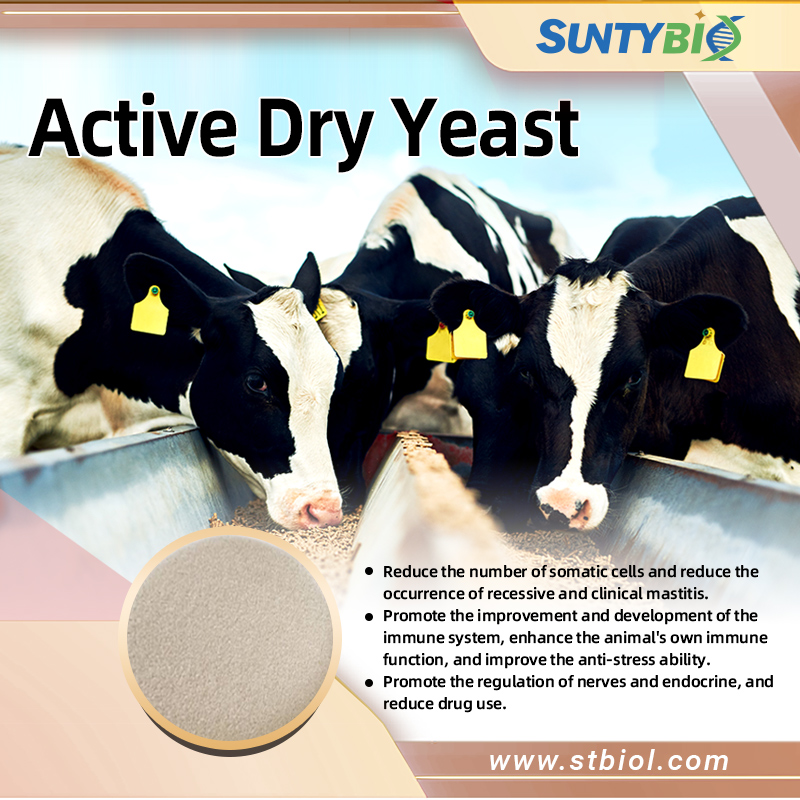Effect of Active Dry Yeast on Ruminant Animals