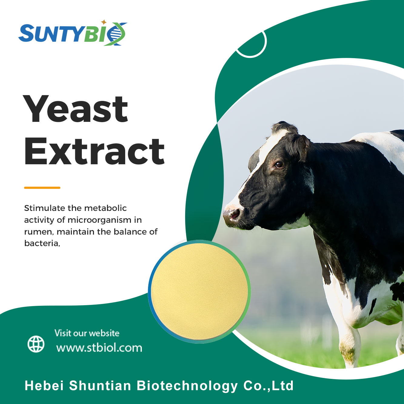 The benefits of feeding cows with yeast extract