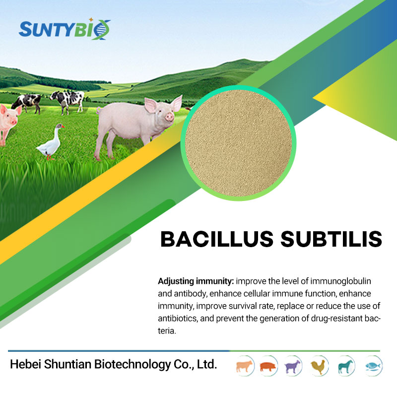 Bacillus subtilis|Introduction to the application of Bacillus subtilis products