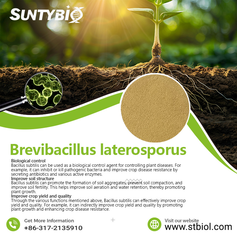 What are the applications of Bacillus laterosporus in animal farming?