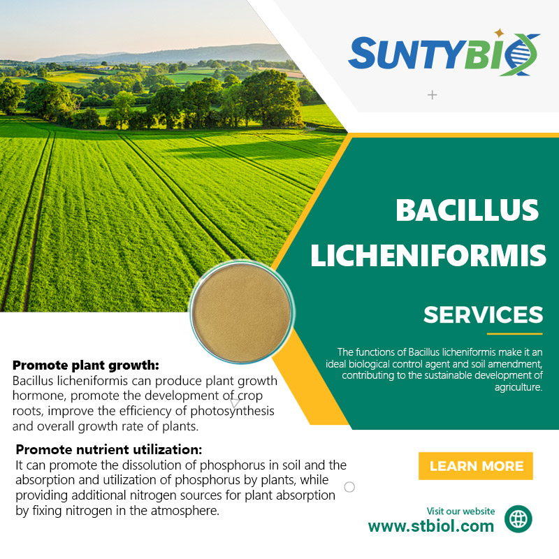 Benefits of Bacillus licheniformis fertilizers