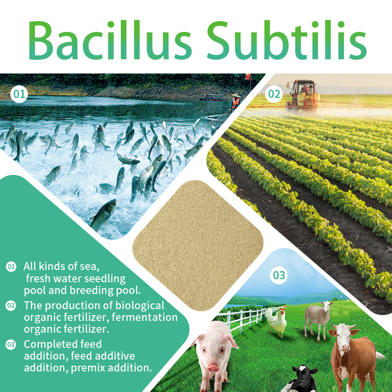 Which animals can Bacillus subtilis be used on?