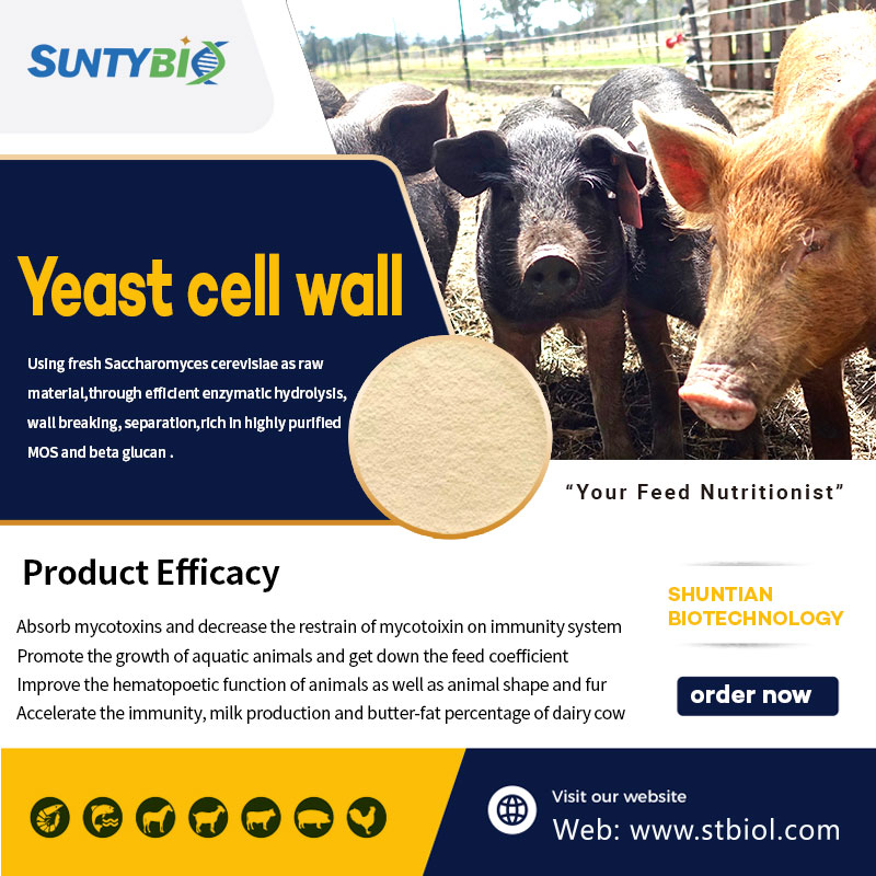 The numerous benefits of adding yeast cell walls to pig feed