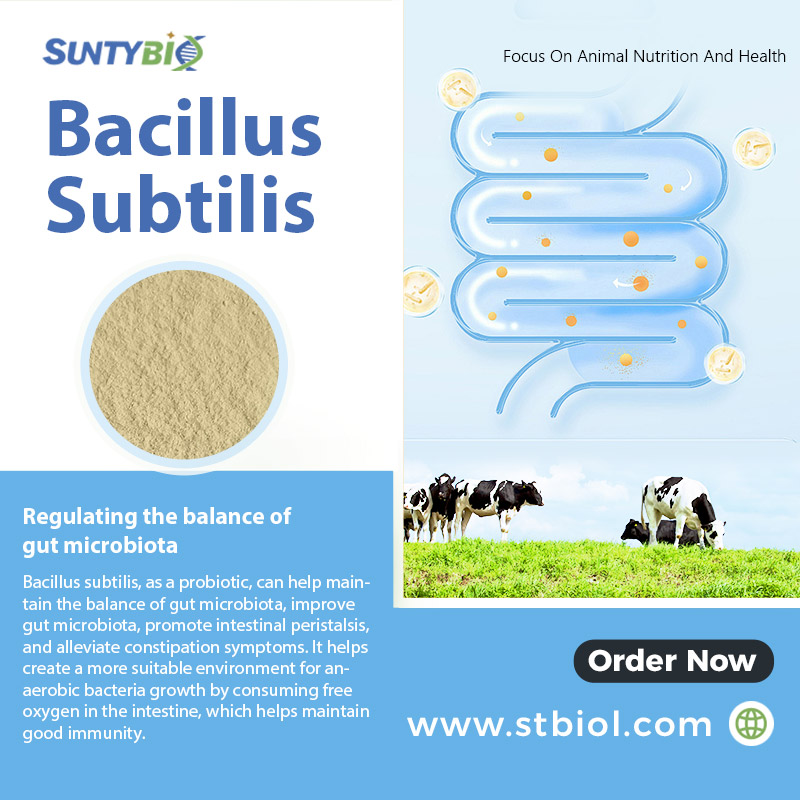 What are the benefits of adding Bacillus subtilis to feed