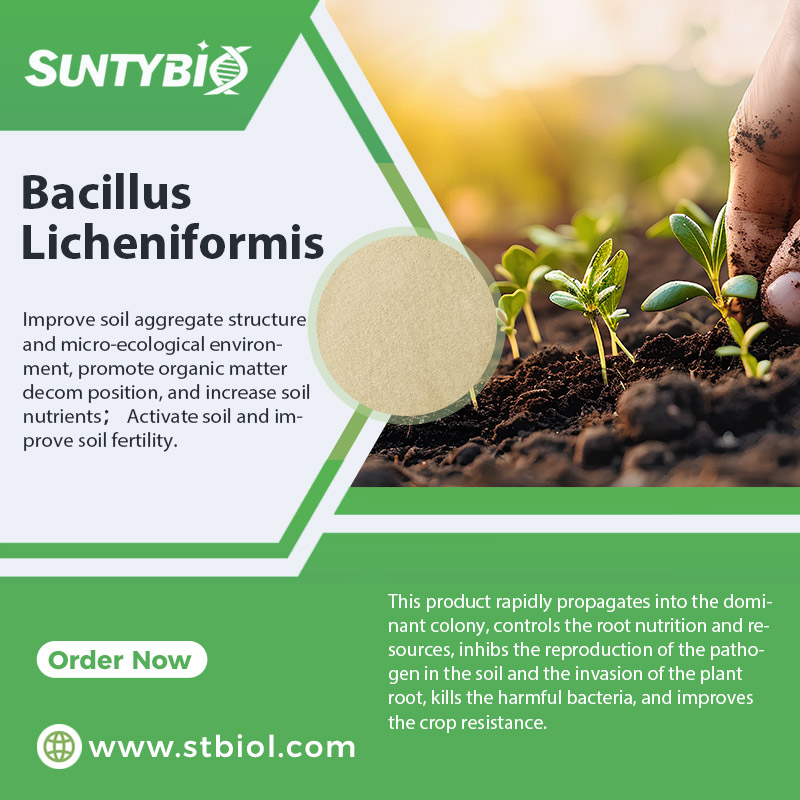 Which crops are suitable for biological control using Bacillus licheniformis?