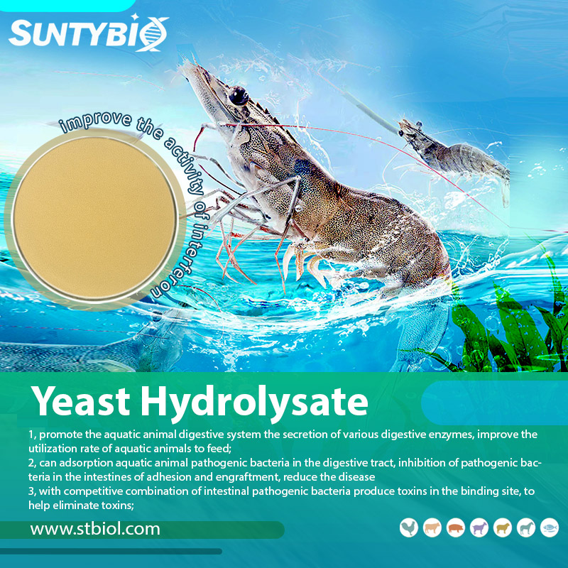 Application of yeast hydrolysate in aquaculture