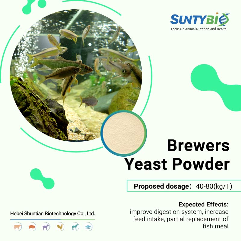 Usage and precautions of beer yeast in aquaculture