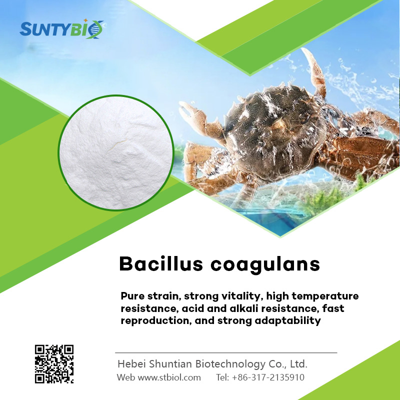 What are the applications of Bacillus coagulans in aquaculture?