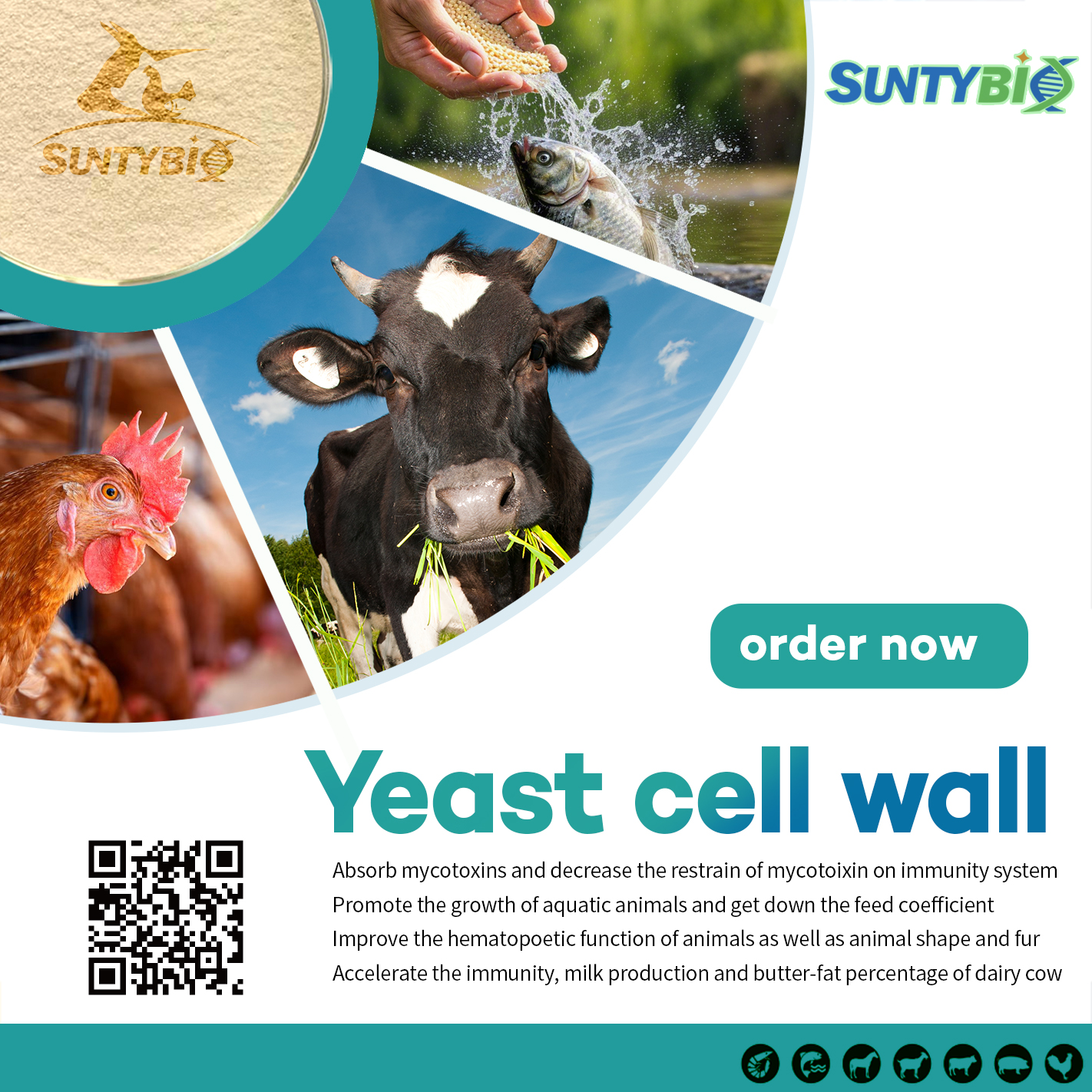 The benefits of adding yeast cell walls to chicken feed