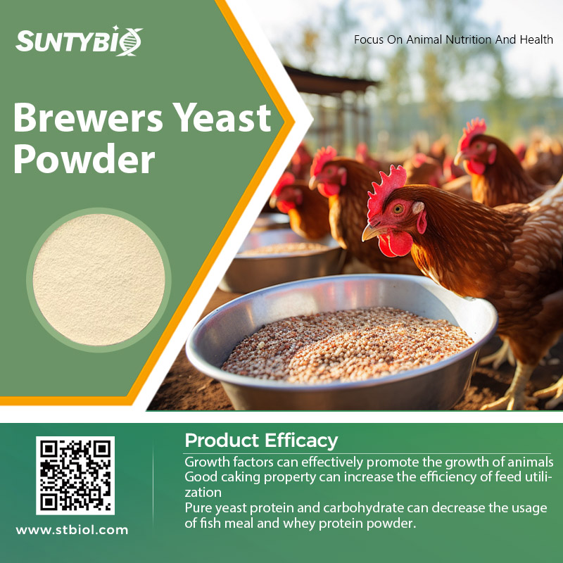 Analysis of the Application Value and Function of Beer Yeast Powder in Chicken 