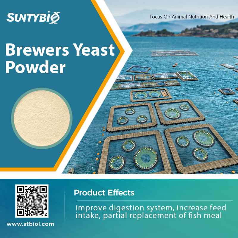 Analysis of the Application Effect of Beer Yeast in Aquaculture